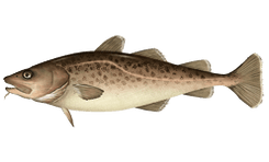 Pacific Cod